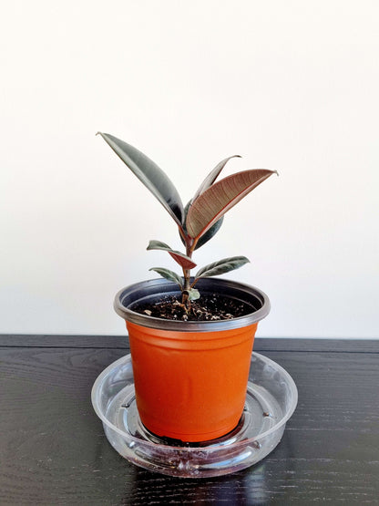 Ficus Elastica Burgundy - Rubber Plant