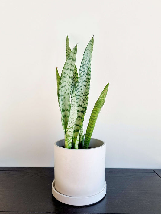Snake Plant