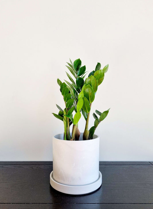 ZZ Plant