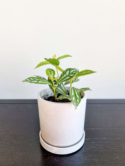Pilea Aluminum