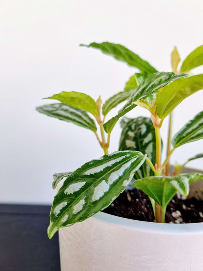 Pilea Aluminum