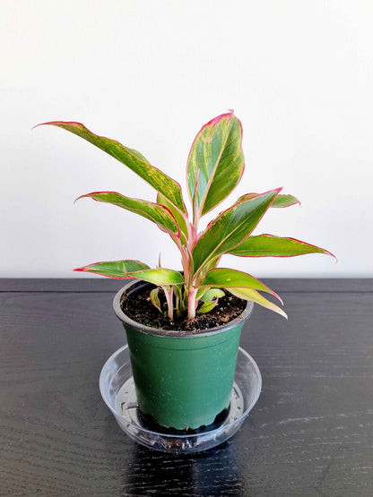 Chinese Evergreen - Red Siam