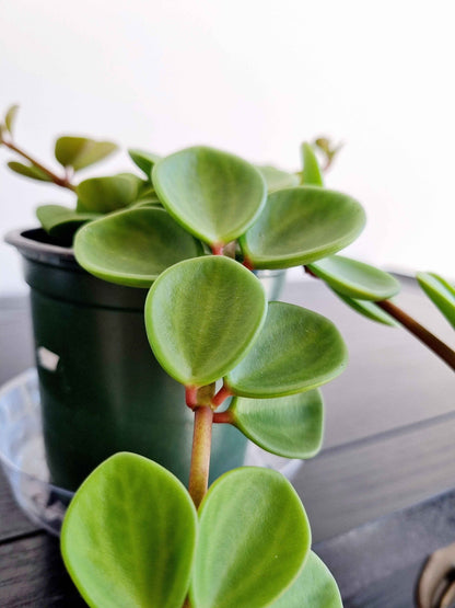 Hope Peperomia
