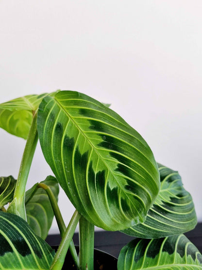 Maranta Prayer