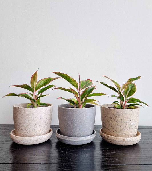 Chinese Evergreen - Red Siam