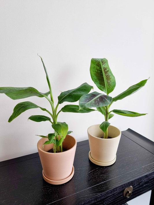 Dwarf Banana Plant