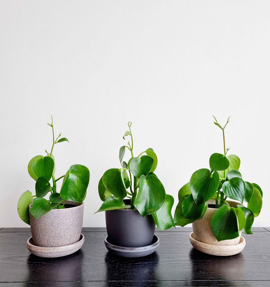 Raindrop Peperomia