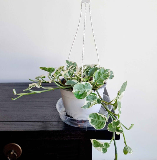 Pothos Pearl & Jade Basket