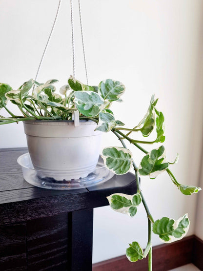Pothos Pearl & Jade Basket