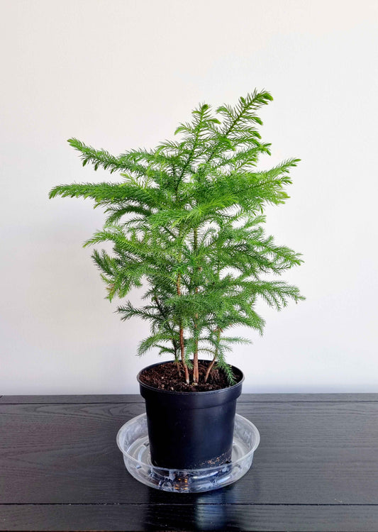 Norfolk Island Pine