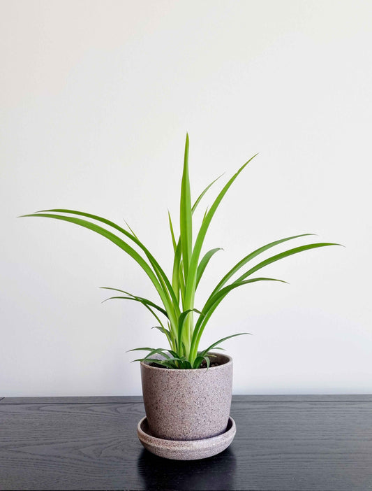 Spider Plant