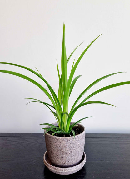 Spider Plant