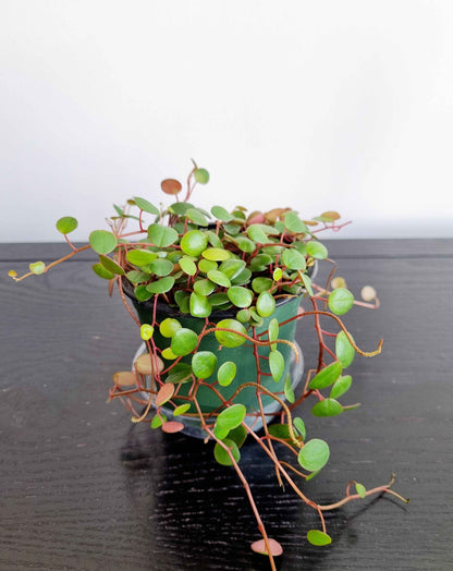 Assorted Indoor Plants