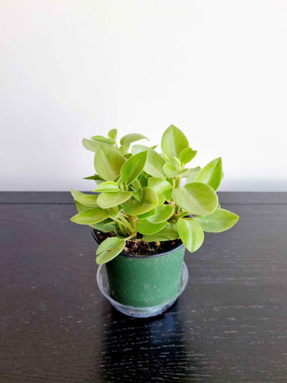 Assorted Indoor Plants