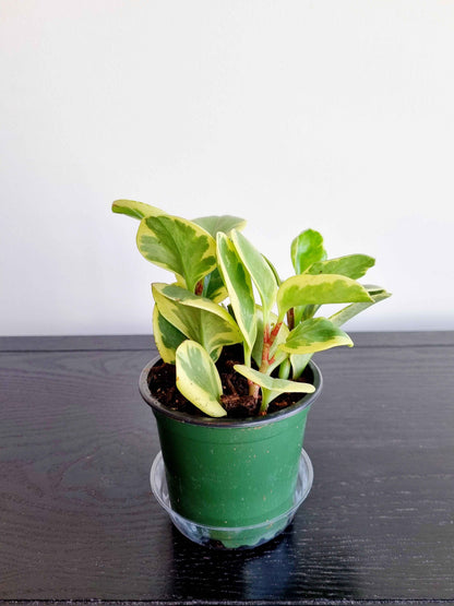 Assorted Indoor Plants