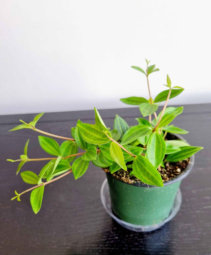 Assorted Indoor Plants