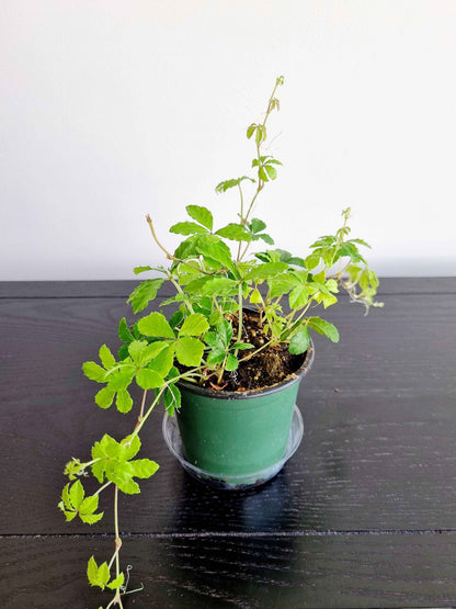 Assorted Indoor Plants