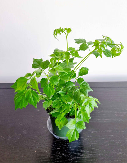 Assorted Indoor Plants