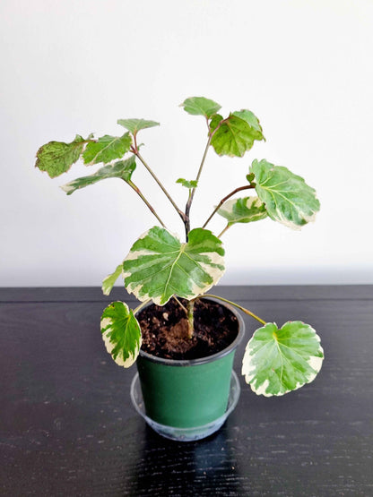 Assorted Indoor Plants