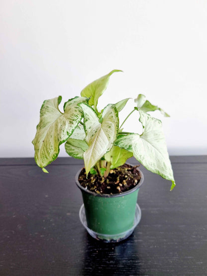 Assorted Indoor Plants