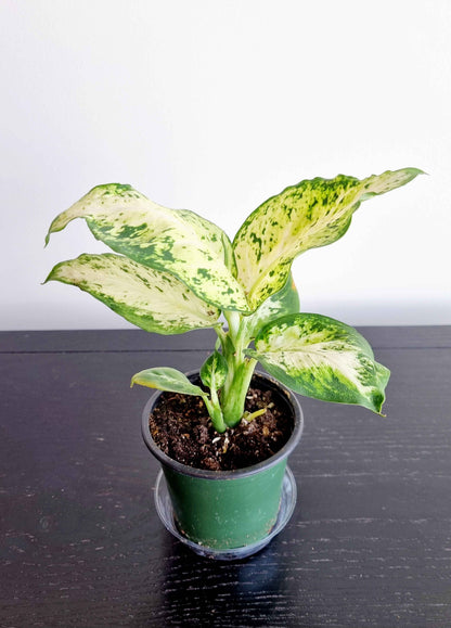 Assorted Indoor Plants