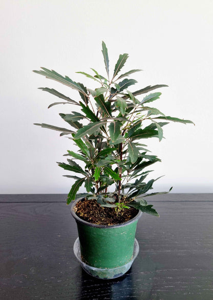 Assorted Indoor Plants