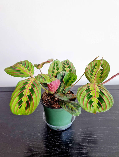 Assorted Indoor Plants