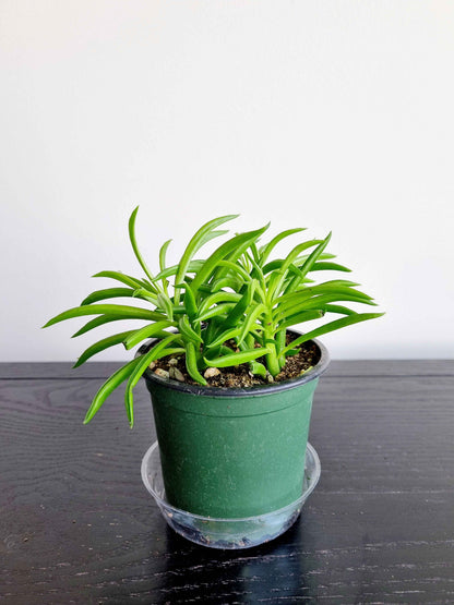 Assorted Indoor Plants