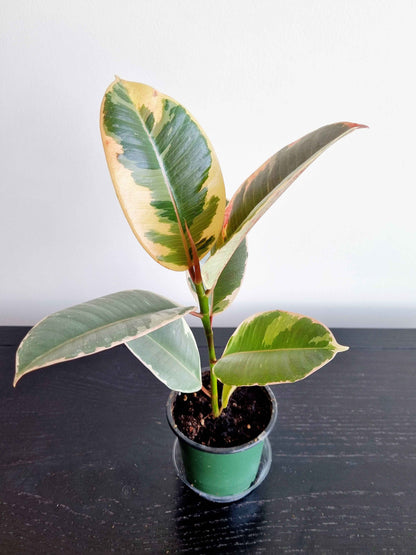 Assorted Indoor Plants