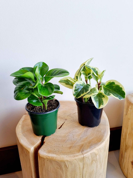 Peperomia Obtusifolia