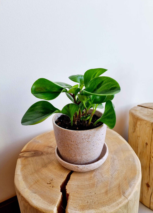 Peperomia Obtusifolia