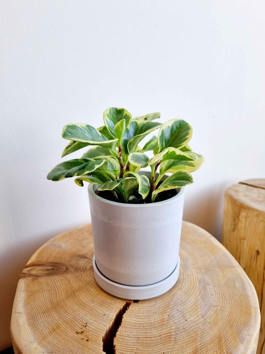 Peperomia Obtusifolia Variegated