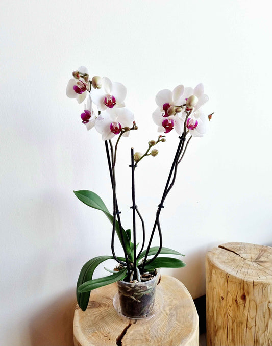 Potted Orchid - Phalaenopsis