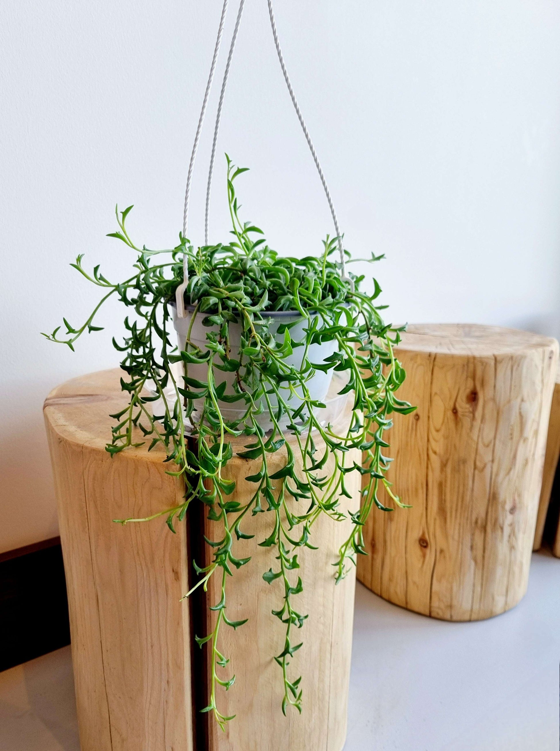 dolphin string succulent String of Dolphin – Nabi Flowers