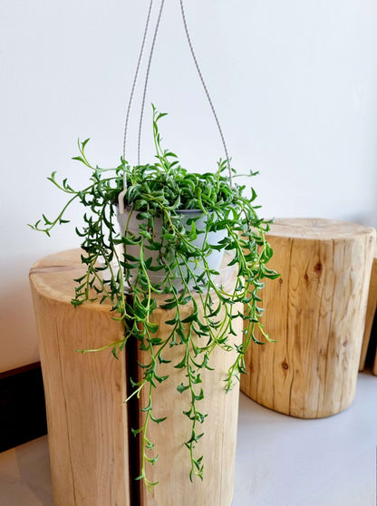 String of Dolphin