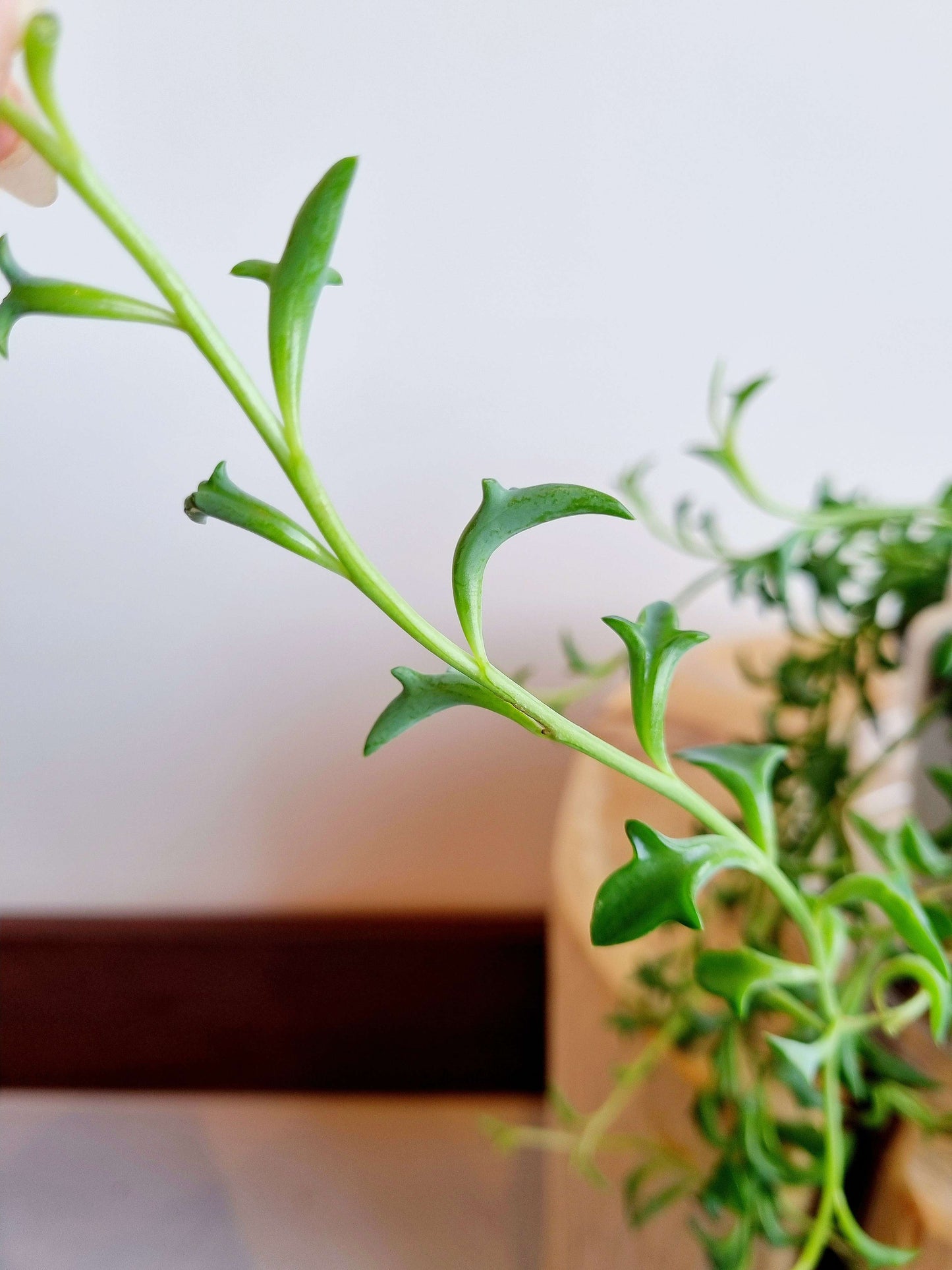 String of Dolphin