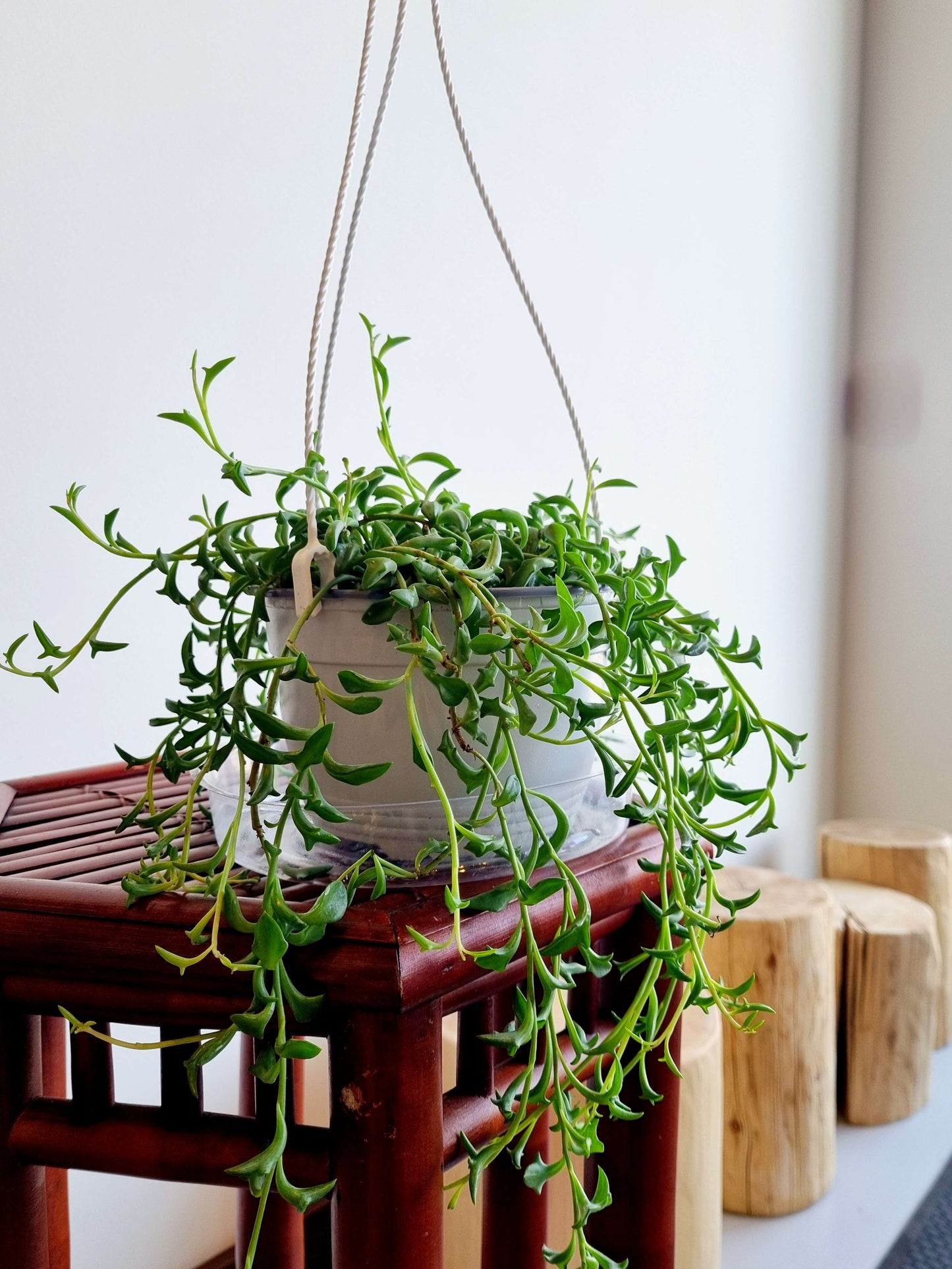 String of Dolphin