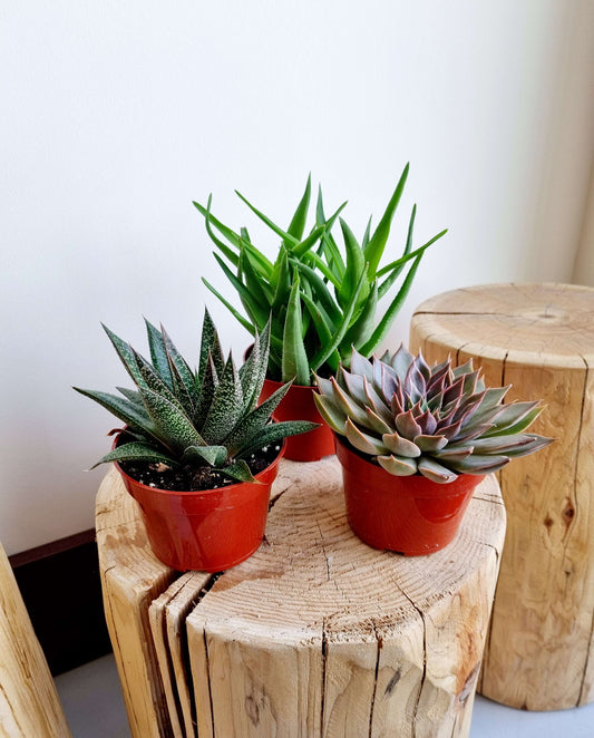 Succulents - Assorted