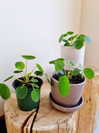 Pilea Peperomiodes