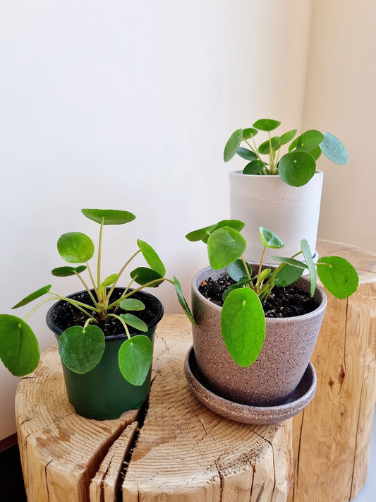 Pilea Peperomiodes