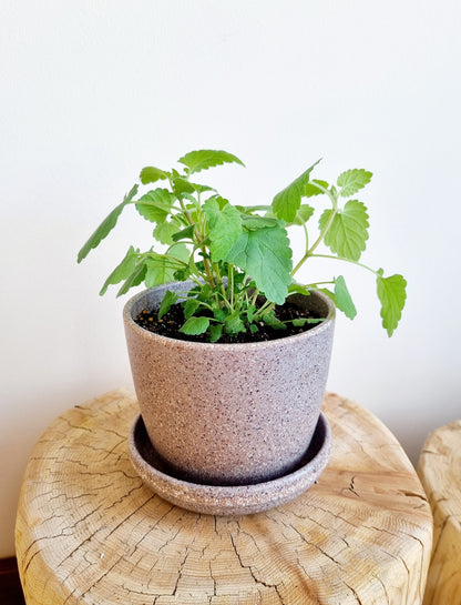 Catnip