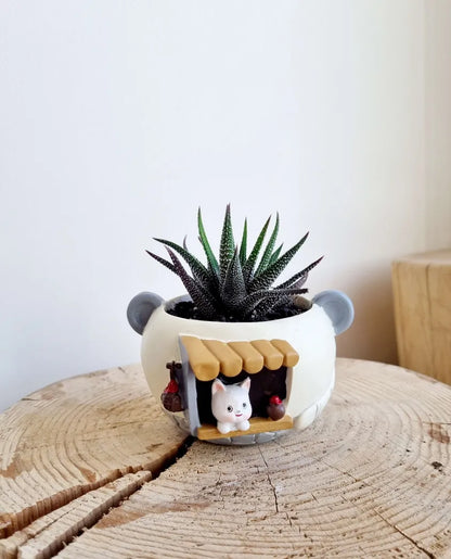 Panda Cafe Succulent