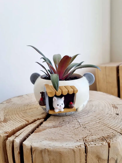 Panda Cafe Succulent