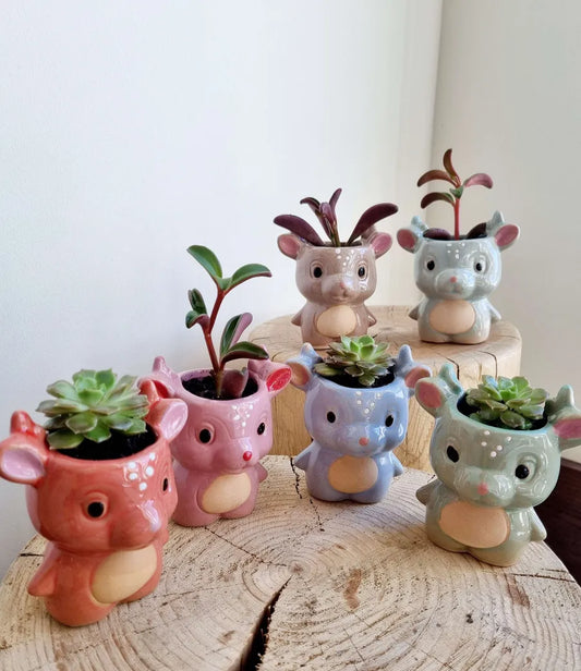Cosmic Dragon Succulent Planter