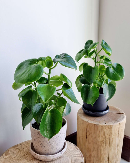 Raindrop Peperomia