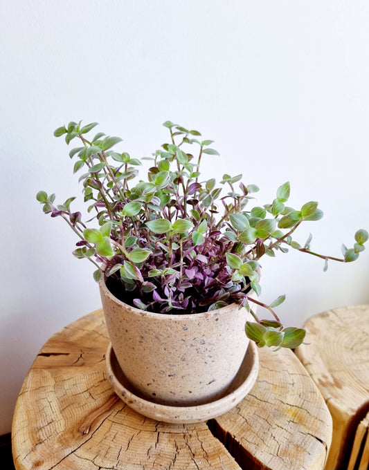 Callisia Pink