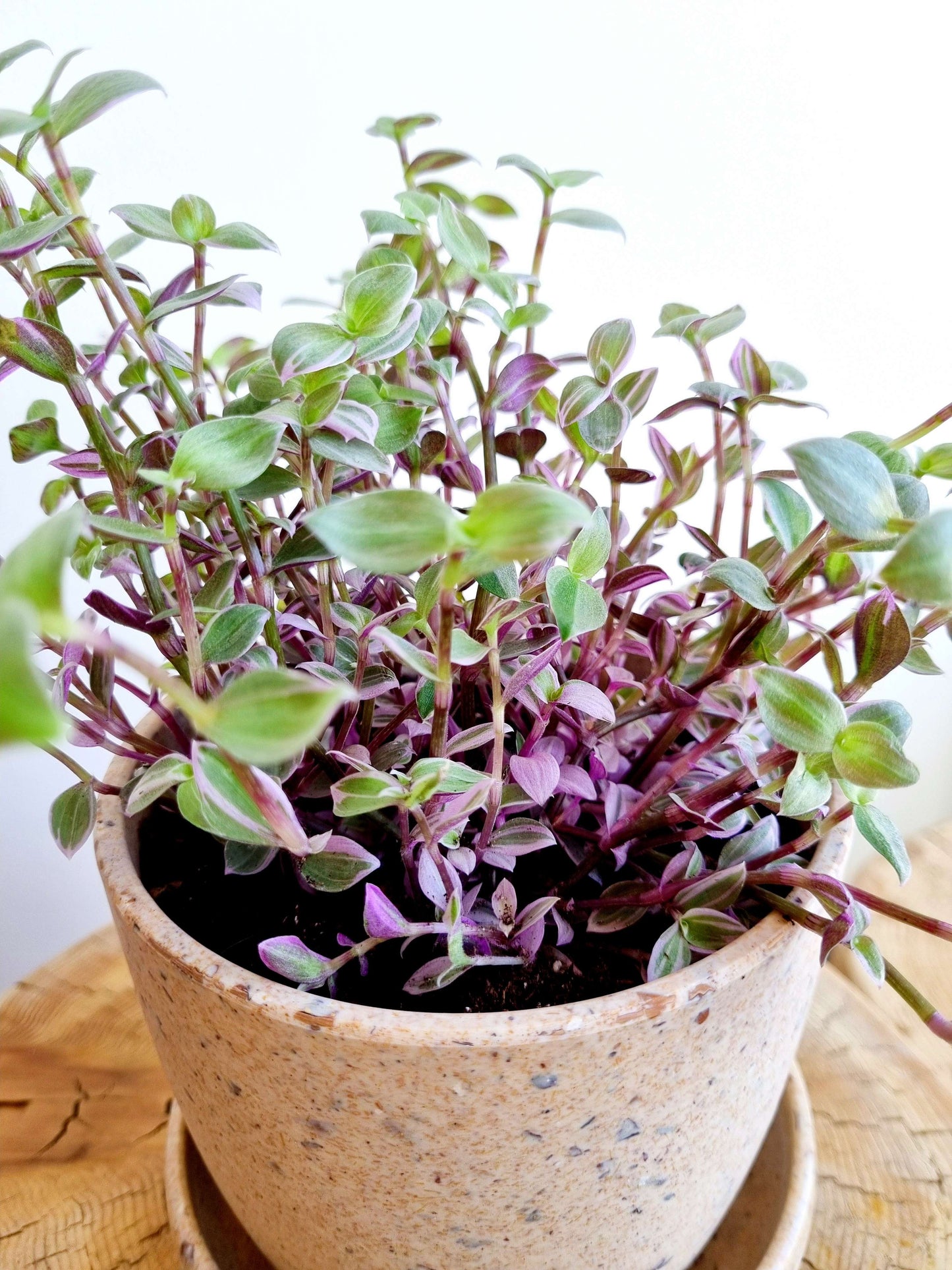 Callisia Pink