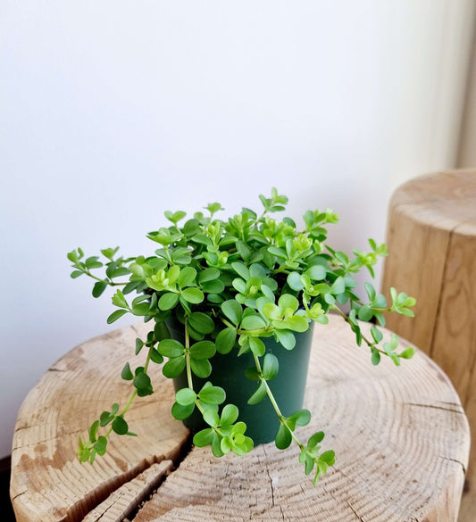 Peperomia Deppeana