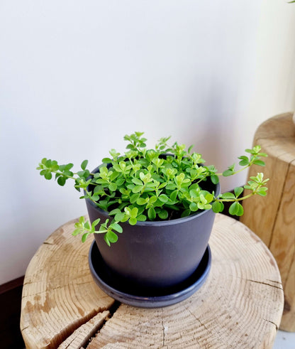 Peperomia Deppeana