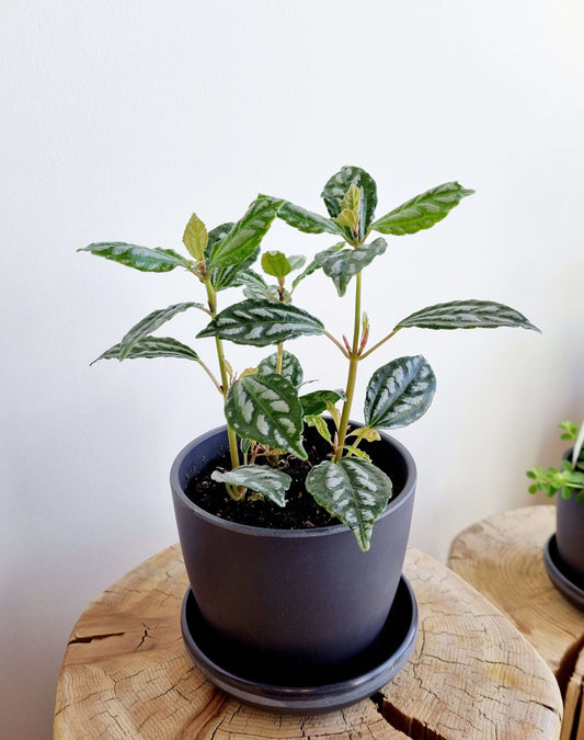 Pilea Aluminum